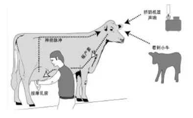一头牛补多少亚硒酸钠(一头牛补多少亚硒酸钠)-硒宝网