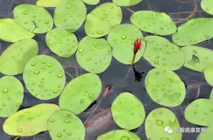 锌镁补剂和锌硒的区别(锌镁补剂有用吗)-硒宝网