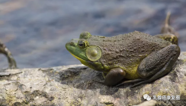 锌镁补剂和锌硒的区别(锌镁补剂有用吗)-硒宝网
