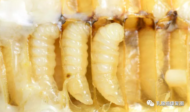 锌镁补剂和锌硒的区别(锌镁补剂有用吗)-硒宝网