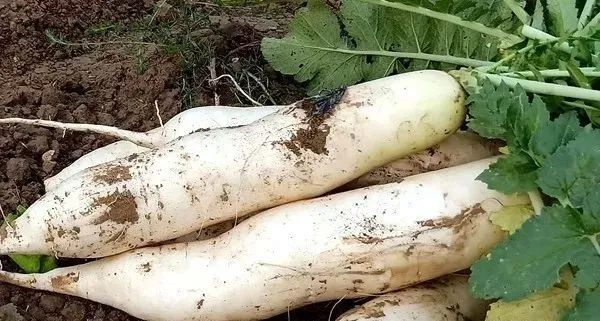 支气管炎怎样补硒元素（支气管炎怎样补硒元素）-硒宝网