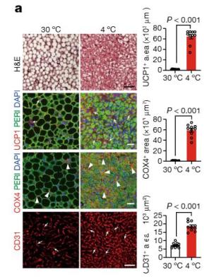 给癌症病人补硒可以吗（癌症能补硒）-硒宝网