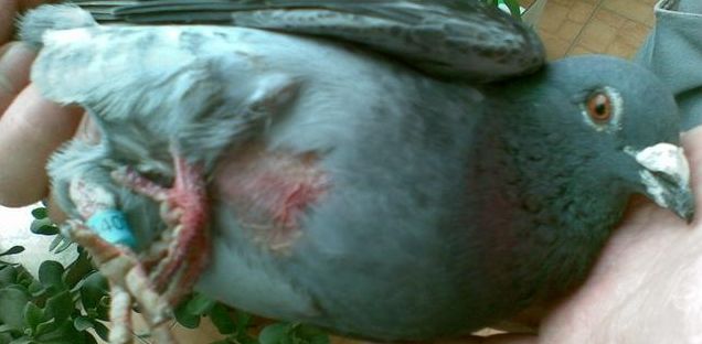 补硒药能和六味地黄么(六味地黄能补肾吗)-硒宝网