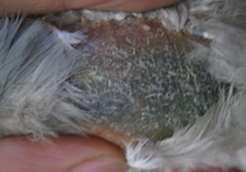 补硒药能和六味地黄么(六味地黄能补肾吗)-硒宝网