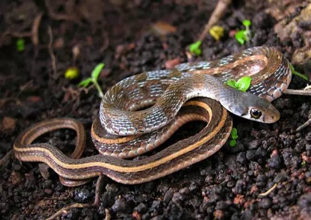 补铁口服液什么时候喝最好（补铁口服液难喝）-硒宝网