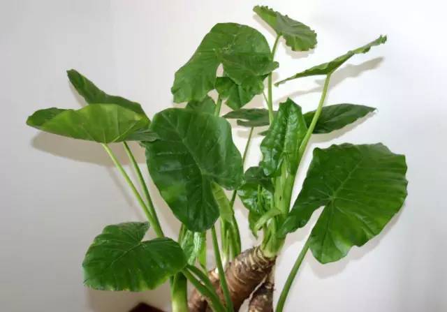 补铁口服液什么时候喝最好（补铁口服液难喝）-硒宝网