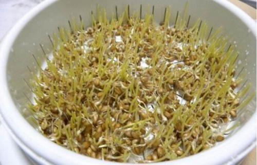 补硒能阻断肝纤维化吗(肝纤维能阻断补化硒吗)-硒宝网