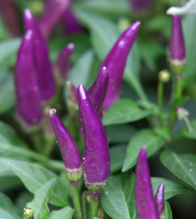 缺锌硒蛋白质用什么补(蛋白质补缺锌硒用什么药)-硒宝网