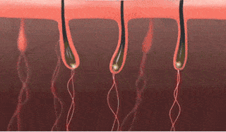 孩子有白头发是缺少什么微量元素(少白头不缺微量元素)-硒宝网