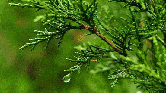 孩子有白头发是缺少什么微量元素(少白头不缺微量元素)-硒宝网