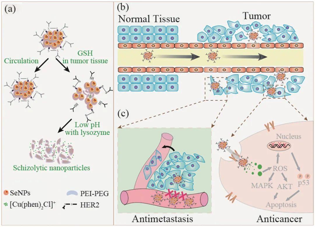 放化疗要补什么样的硒（化疗补硒）-硒宝网