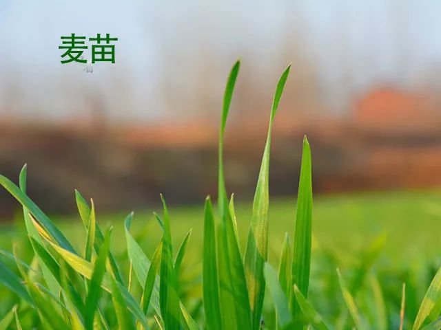 吃补硒的药能喝酵素吗(能喝酵素药补吃硒嘛)-硒宝网