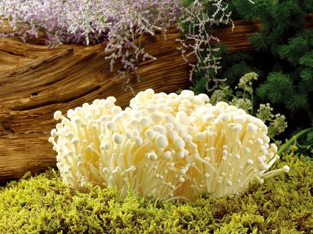 吃补硒的药能喝酵素吗(能喝酵素药补吃硒嘛)-硒宝网