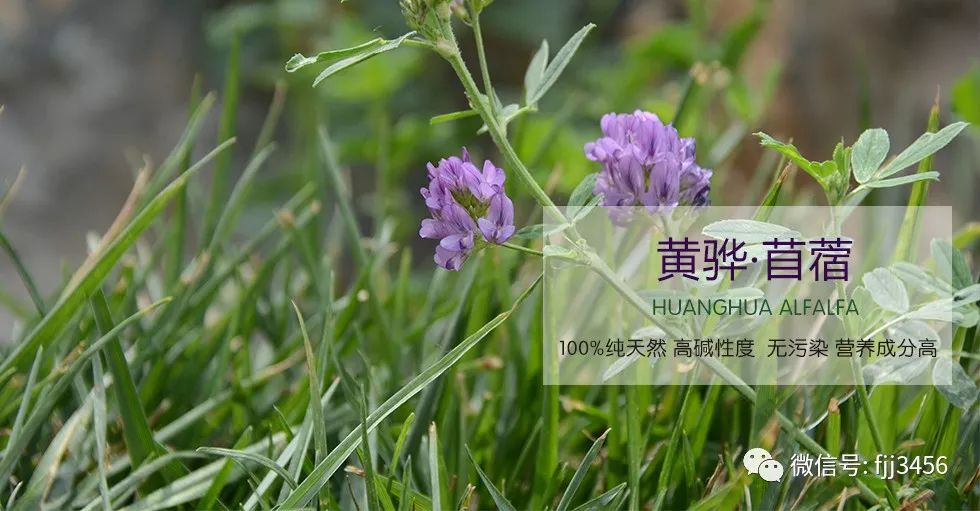 吃补硒的药能喝酵素吗(能喝酵素药补吃硒么)-硒宝网