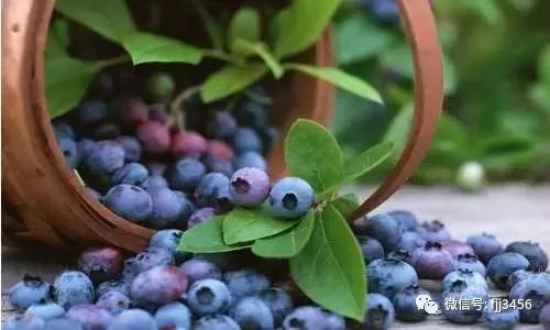 吃补硒的药能喝酵素吗(能喝酵素药补吃硒么)-硒宝网