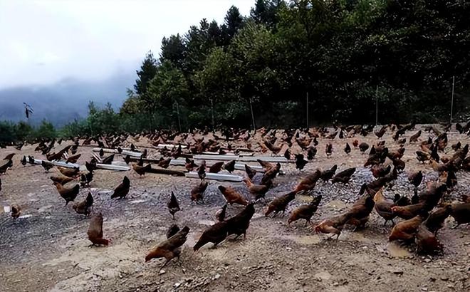 小鸡补硒一只喂多少钱(小鸡补什么)-硒宝网