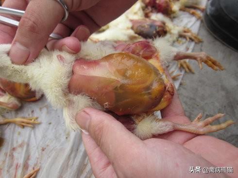 鸡补硒一支对多少斤水（蛋鸡补硒）-硒宝网