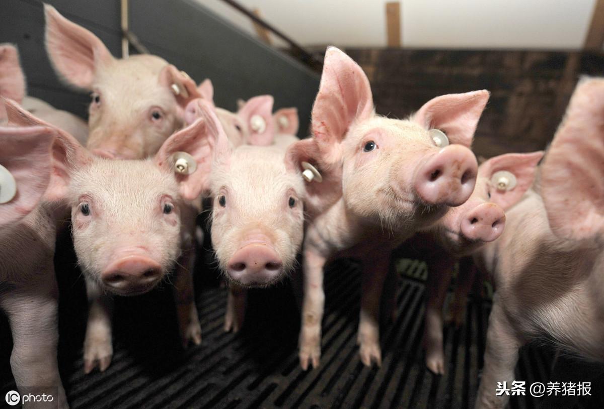 怎么补铁蛋白（蛋白补铁吗）-硒宝网