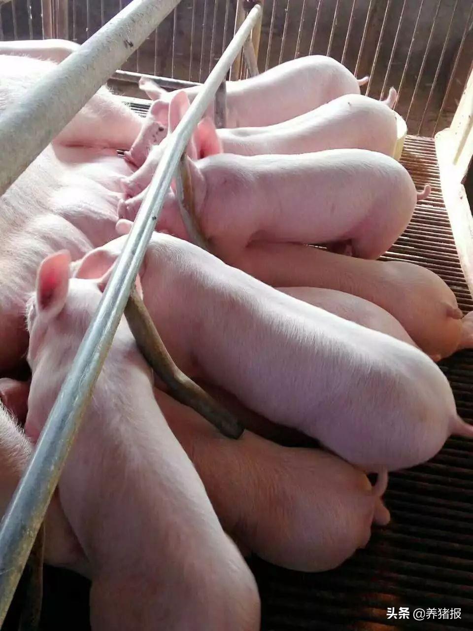 怎么补铁蛋白（蛋白补铁吗）-硒宝网