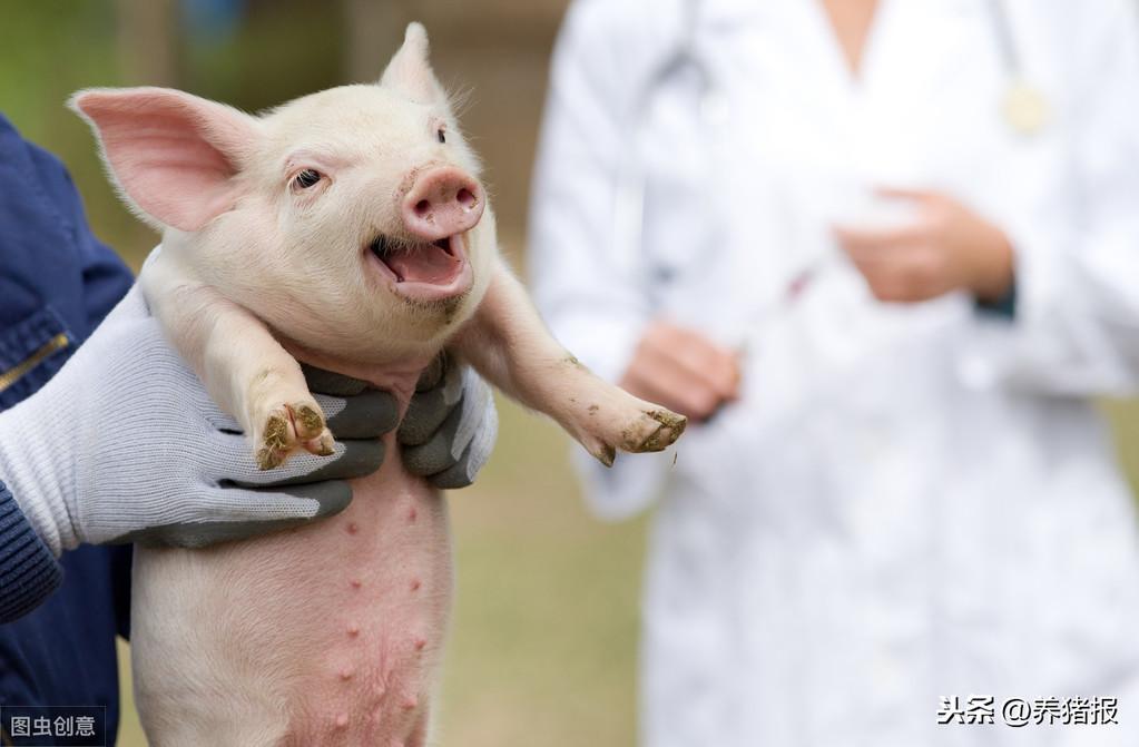 怎么补铁蛋白（蛋白补铁吗）-硒宝网