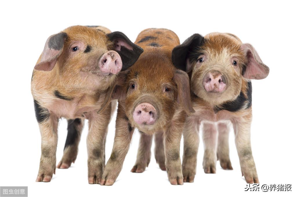 怎么补铁蛋白（蛋白补铁吗）-硒宝网