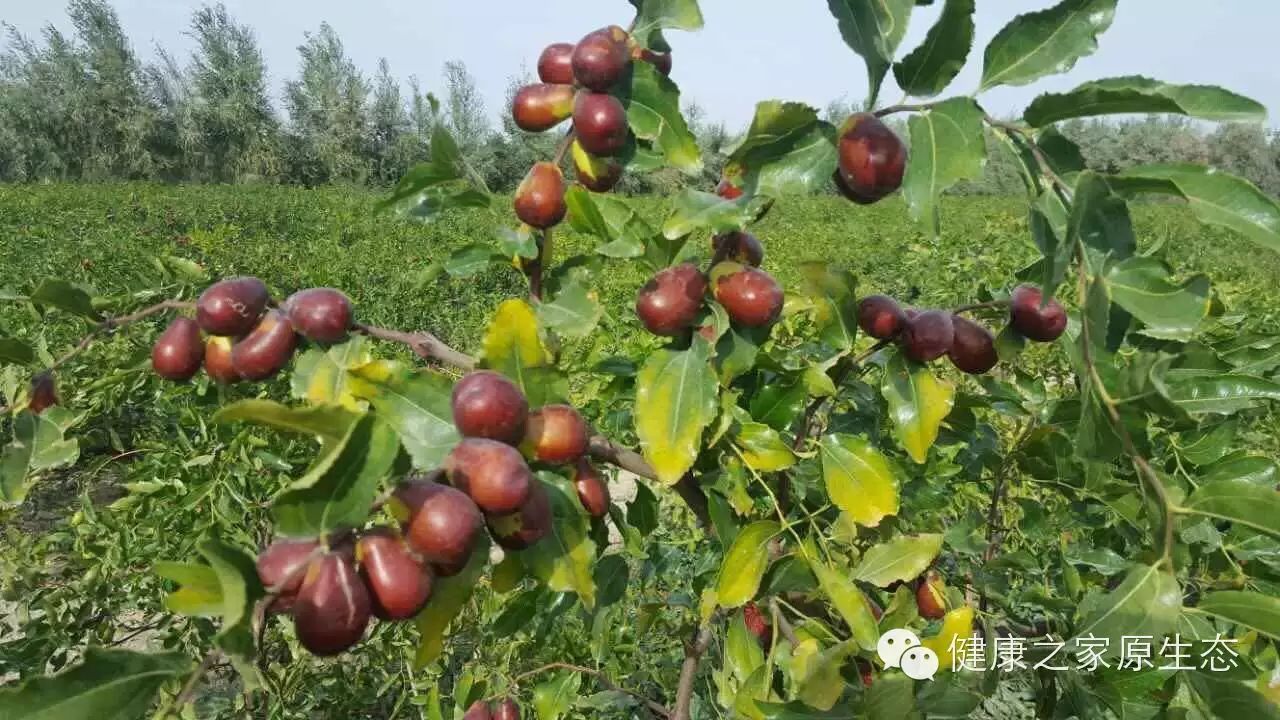 慢性溃疡性结肠炎补硒(溃疡慢性结肠炎可以多吃什么)-硒宝网