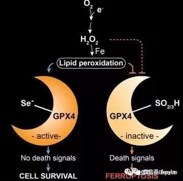 德国产品补硒有用吗吗（德国硒元素多少钱一盒）-硒宝网