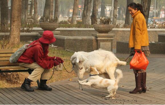 狗狗补钙吃什么好（狗狗补钙吃好还是不吃）-硒宝网
