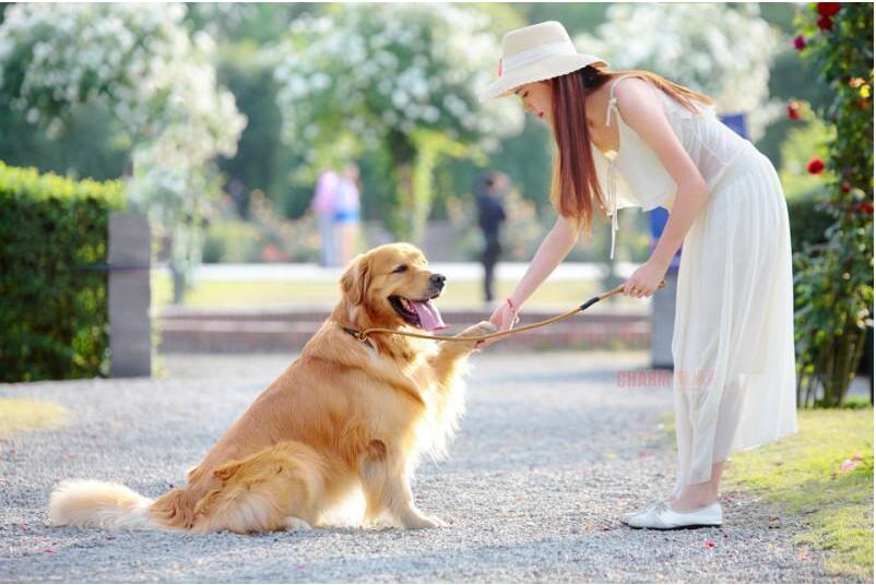 狗狗补钙吃什么好（狗狗补钙吃好还是不吃）-硒宝网