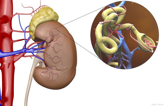 肾虚补锌有用吗(肾虚补锌用有哪些药)-硒宝网