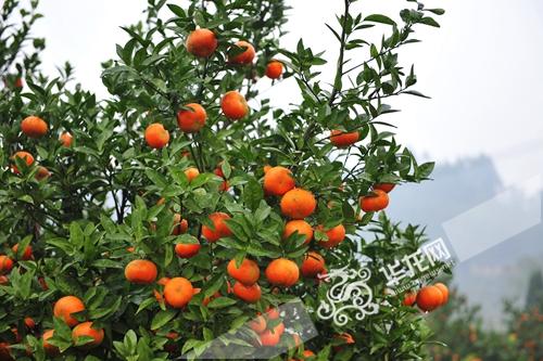 江津富硒农产品专卖店(江津富硒茶叶介绍)-硒宝网