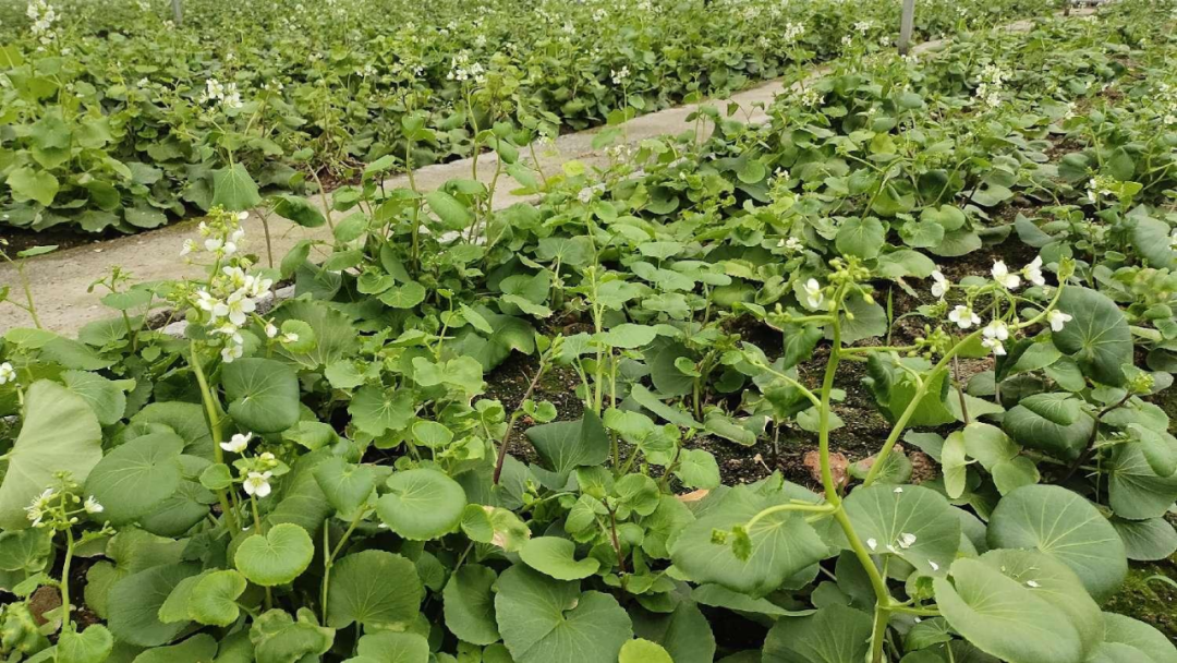 湖北生物公司富硒产品（湖北省富硒产业研究院）-硒宝网