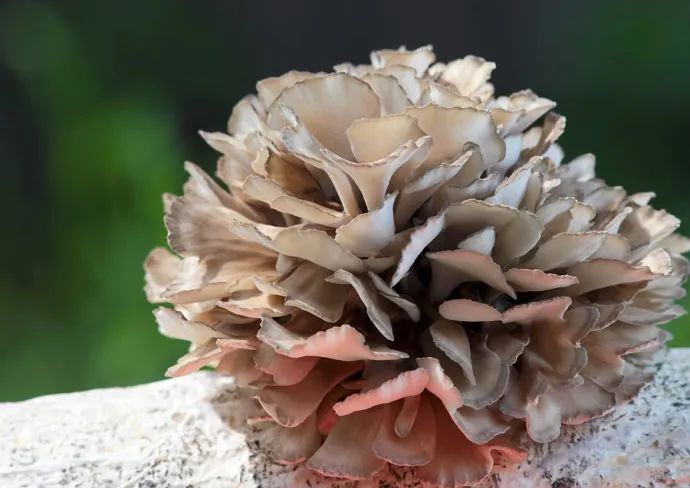 湖北生物公司富硒产品（湖北省富硒产业研究院）-硒宝网