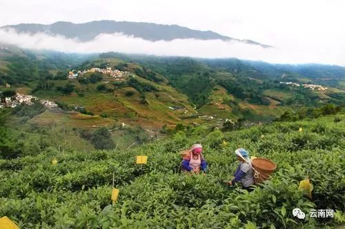 云南有哪些富硒产品好(云南富硒好产品有那些)-硒宝网