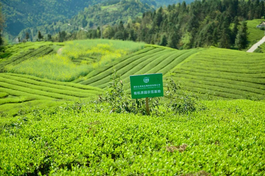 富硒产品认证证书样本(样本证书认证富硒产品是真的吗)-硒宝网