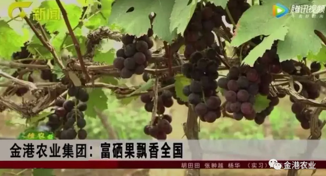 富硒农产品的消费情况(富硒农副产品特点)-硒宝网