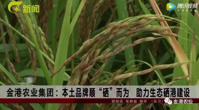 富硒农产品的消费情况(富硒农副产品特点)-硒宝网