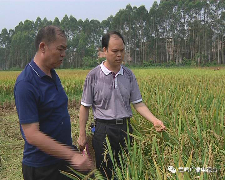 富硒农产品的种植技术(富硒农业种植的三大特点)-硒宝网
