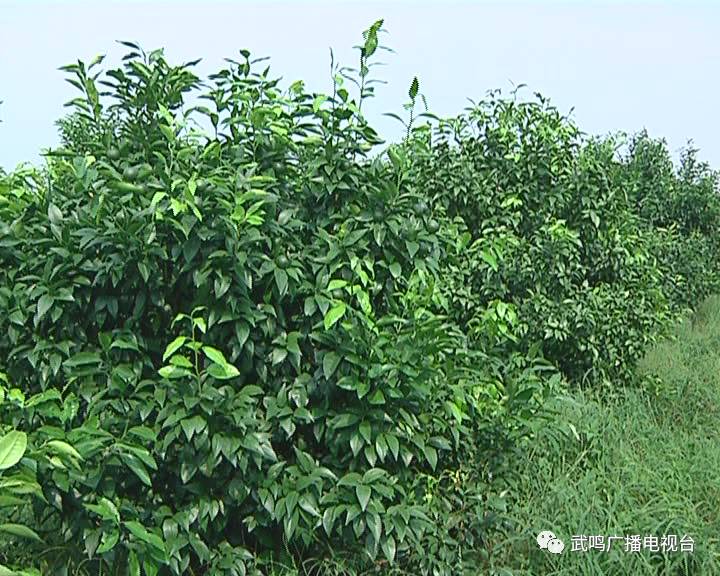 富硒农产品的种植技术(富硒农业种植的三大特点)-硒宝网