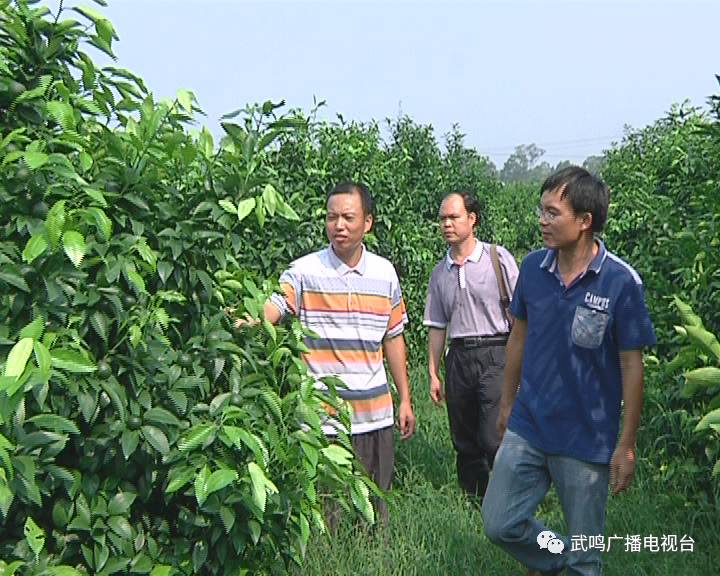 富硒农产品的种植技术(富硒农业种植的三大特点)-硒宝网