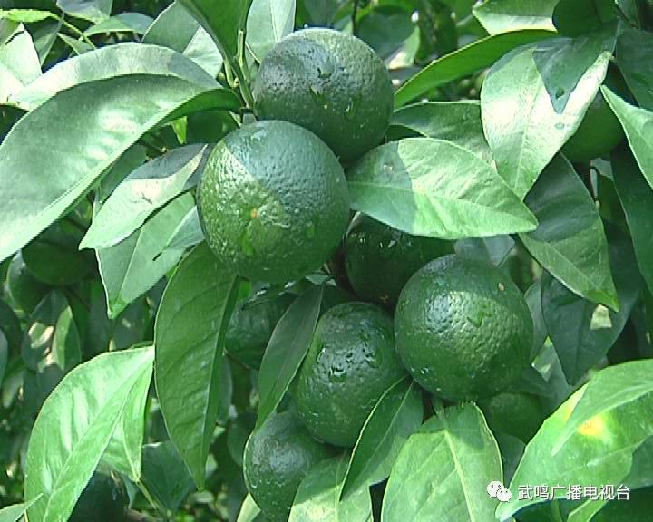 富硒农产品的种植技术(富硒农业种植的三大特点)-硒宝网