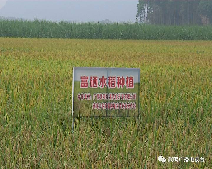 富硒农产品的种植技术(富硒农业种植的三大特点)-硒宝网