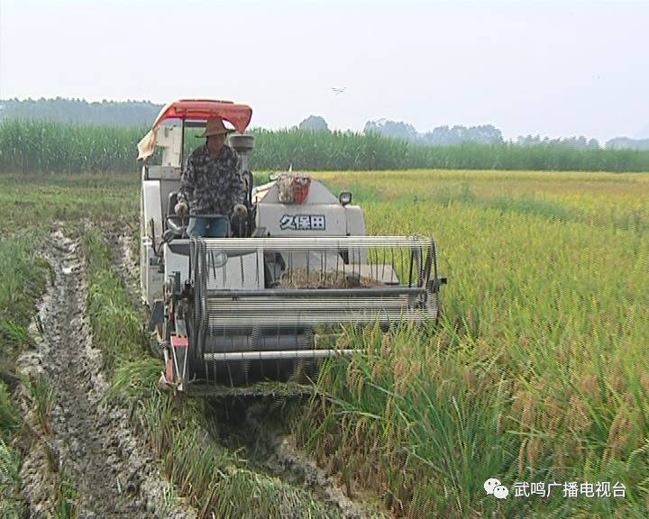 富硒农产品的种植技术(富硒农业种植的三大特点)-硒宝网