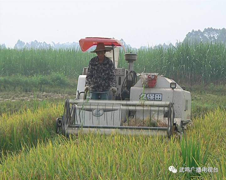 富硒农产品的种植技术(富硒农业种植的三大特点)-硒宝网