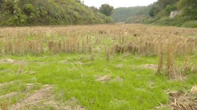 富硒农产品的种植技术（富硒农作物生产技术）-硒宝网