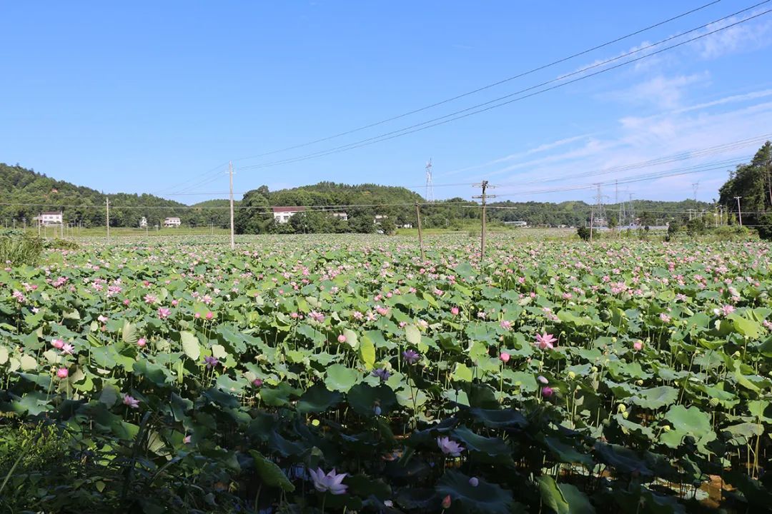 富硒产品不升高血糖吗(富硒能降低血糖吗)-硒宝网