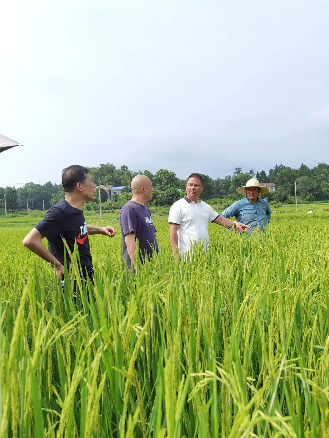 富硒产品不升高血糖吗(富硒能降低血糖吗)-硒宝网