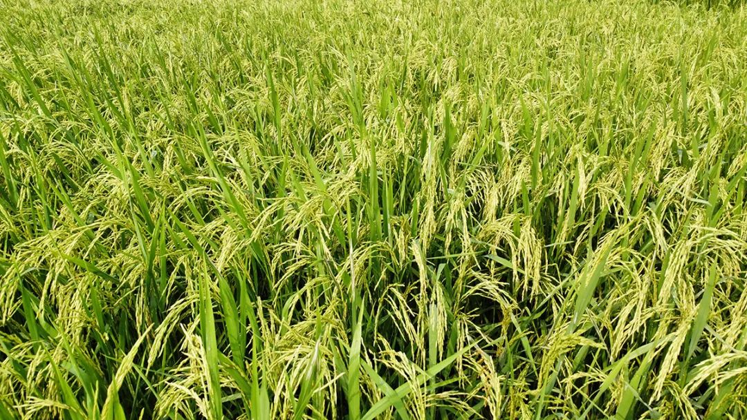 富硒产品不升高血糖吗(富硒能降低血糖吗)-硒宝网