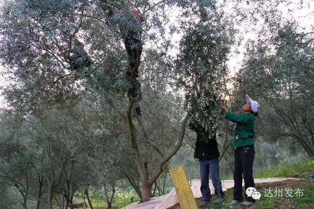 前景好富硒农产品认证（富硒农产品品牌）-硒宝网