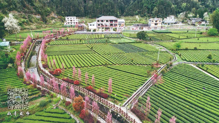 于都县富硒产品茶叶厂(于都富硒蔬菜产业园)-硒宝网